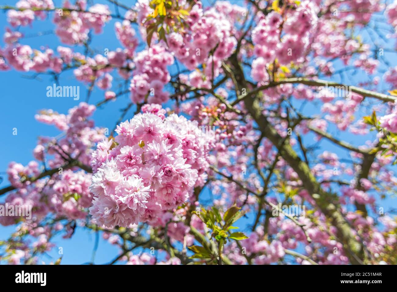 Bellissimi fiori rosa su un ciliegio di fronte al cielo blu Foto Stock