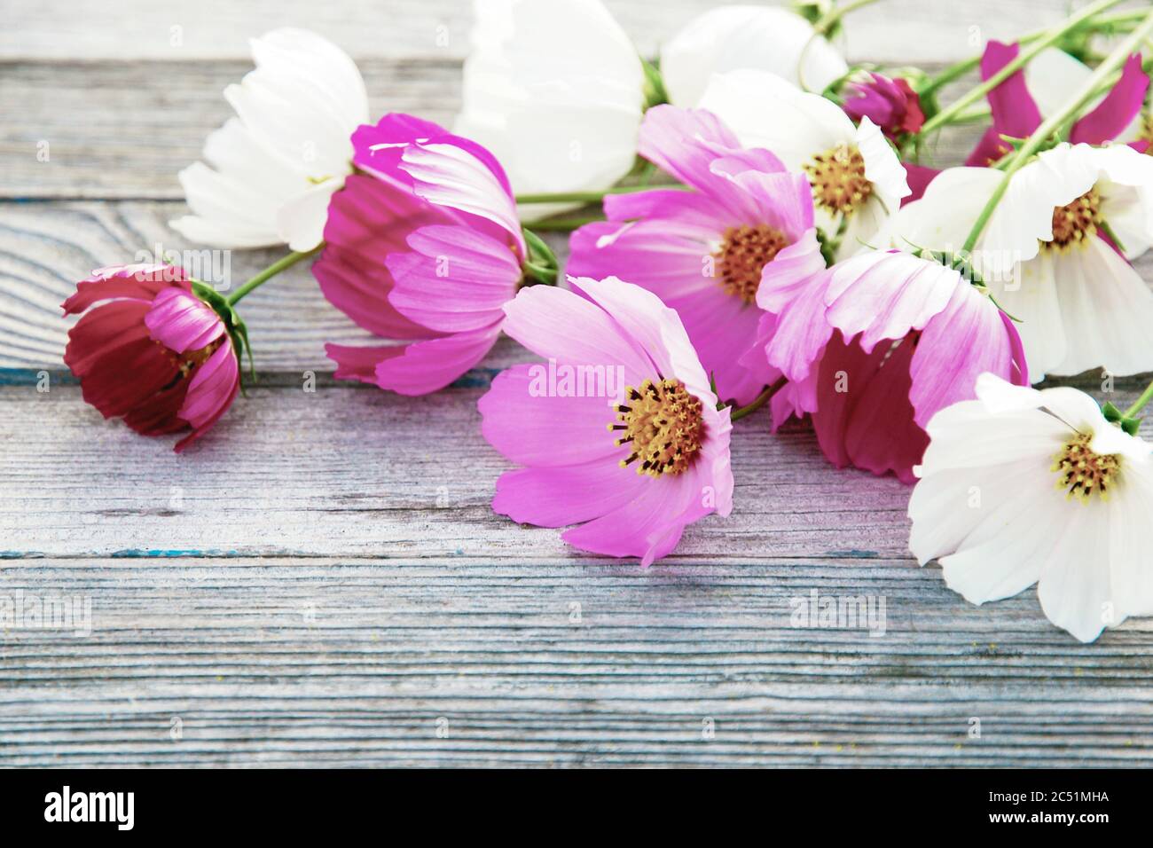 fiori stile immagine per il design, bella cosmo fiori su sfondo grigio legno Foto Stock