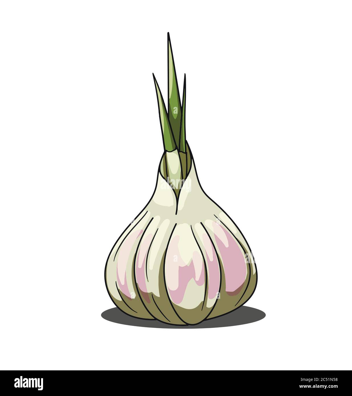 Aglio grigio isolato su sfondo bianco Illustrazione Vettoriale