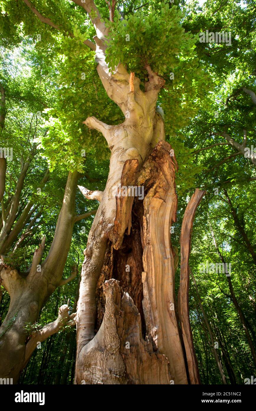 Faggi di testa nella zona di Waldau nel Kottenforst, anche chiamato foresta fantasma, Bonn, Nord Reno-Westfalia, Germania. Kopfbuchen in der Waldau im Kot Foto Stock