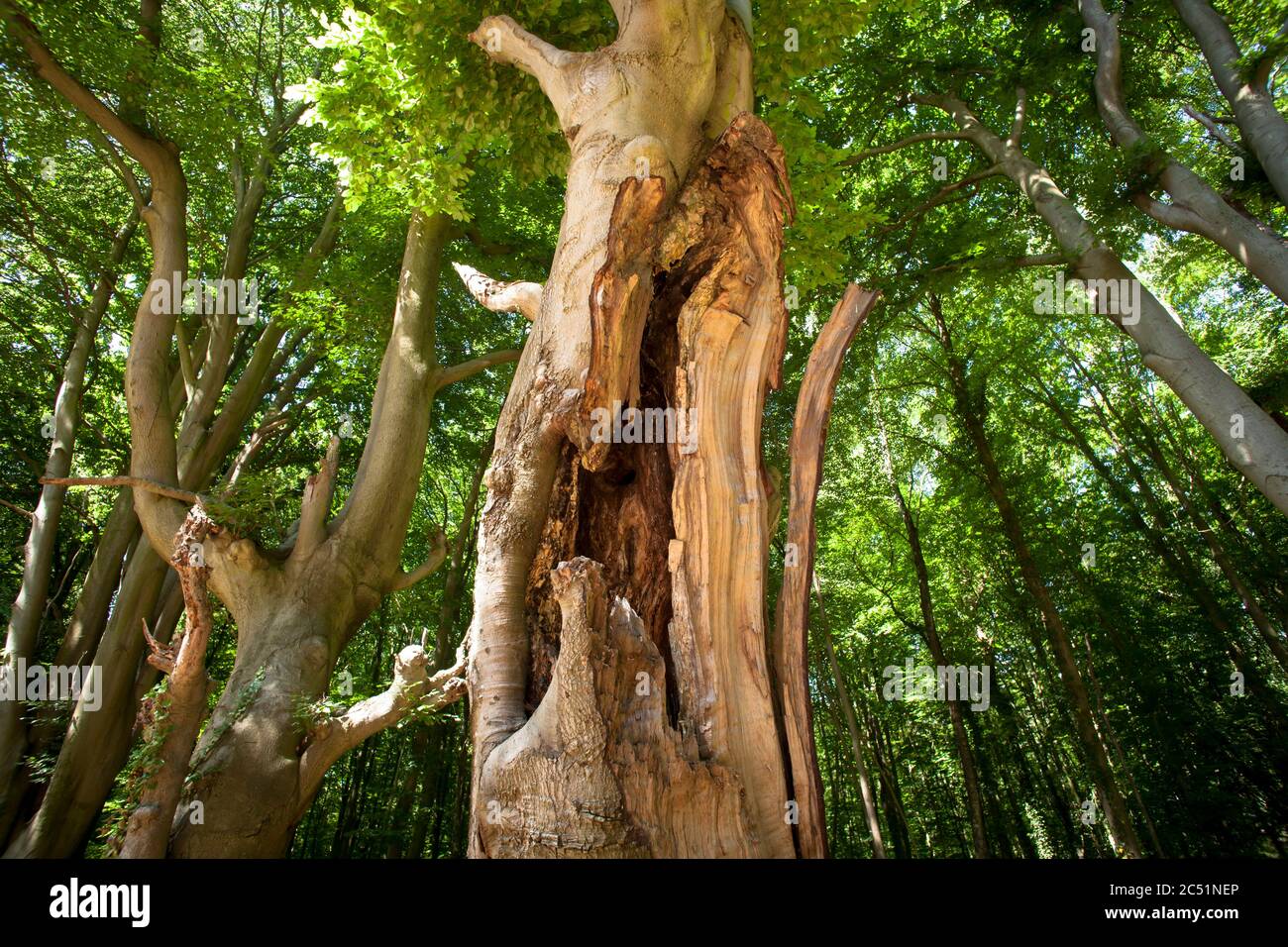 Faggi di testa nella zona di Waldau nel Kottenforst, anche chiamato foresta fantasma, Bonn, Nord Reno-Westfalia, Germania. Kopfbuchen in der Waldau im Kot Foto Stock