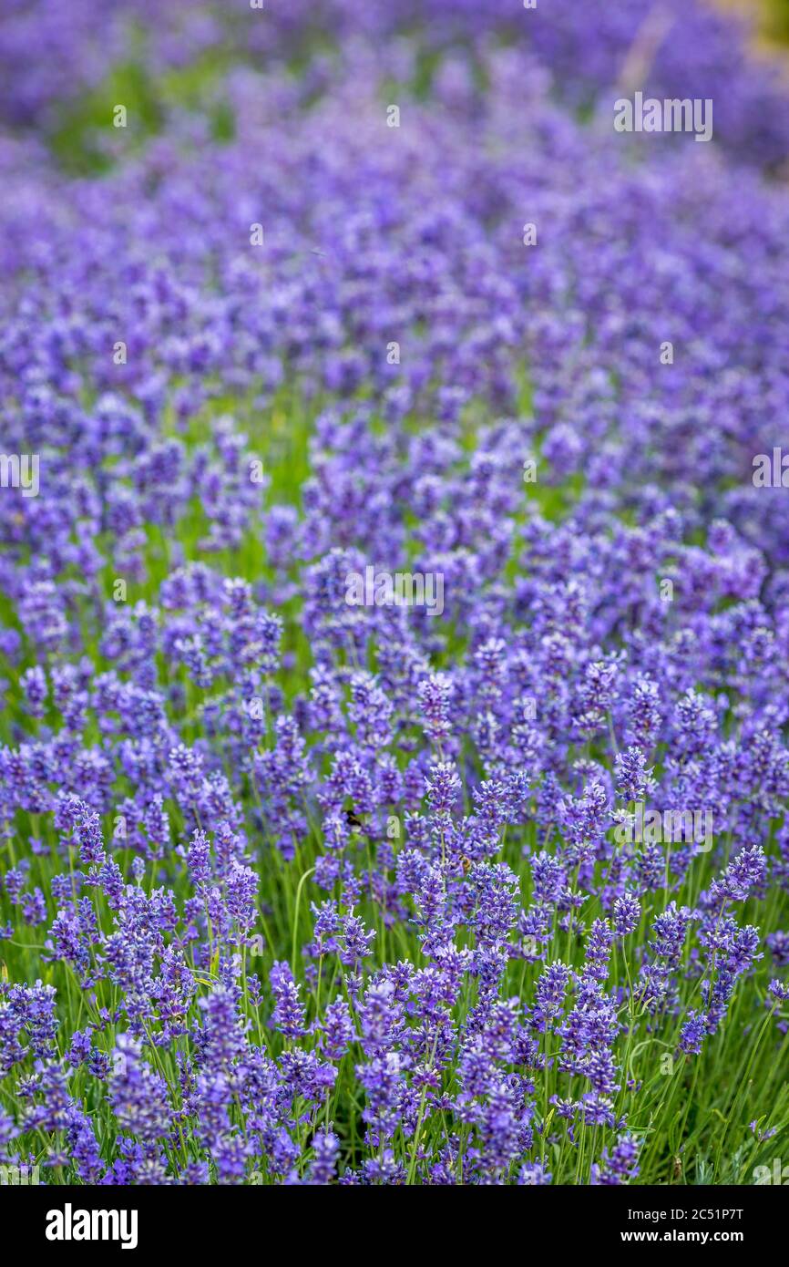 Un campo di fiori viola di lavanda, con una profondità di campo poco profonda Foto Stock