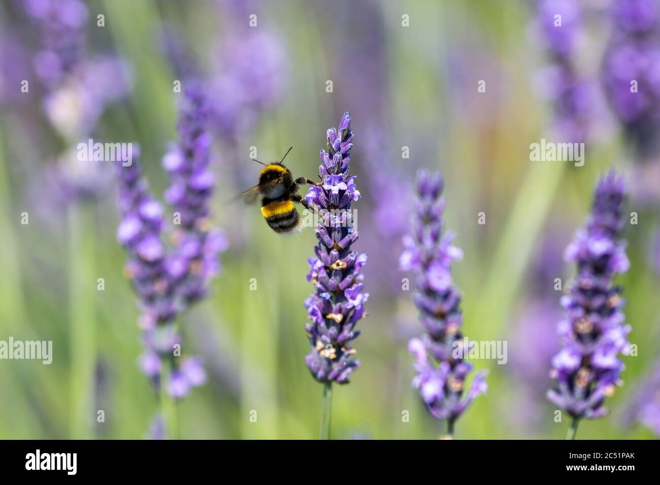 Un'ape che vola tra fiori di lavanda luminosi, in una giornata estiva soleggiata Foto Stock