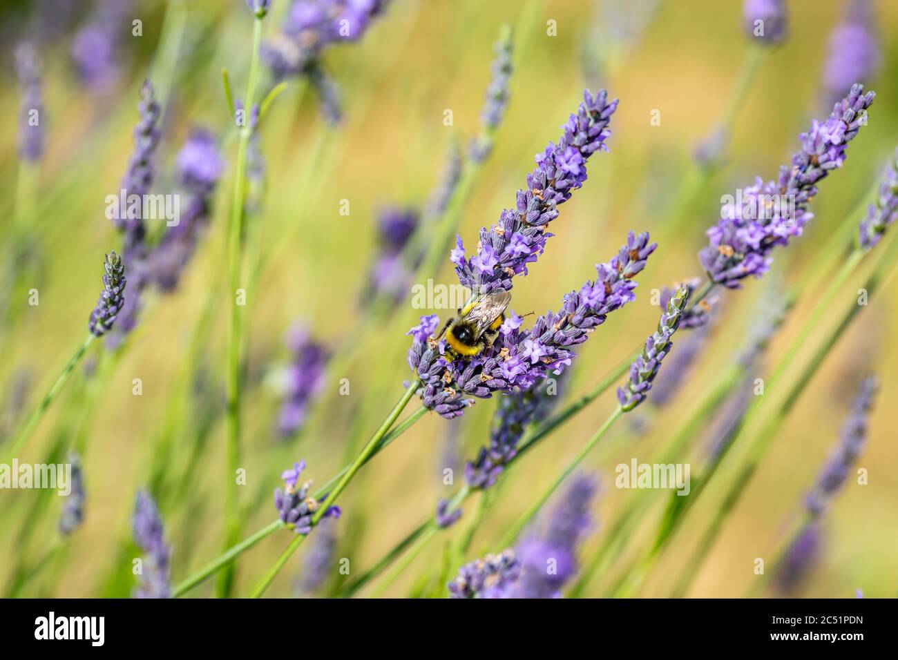 Un'ape su un fiore di lavanda vibrante, con una profondità di campo poco profonda Foto Stock
