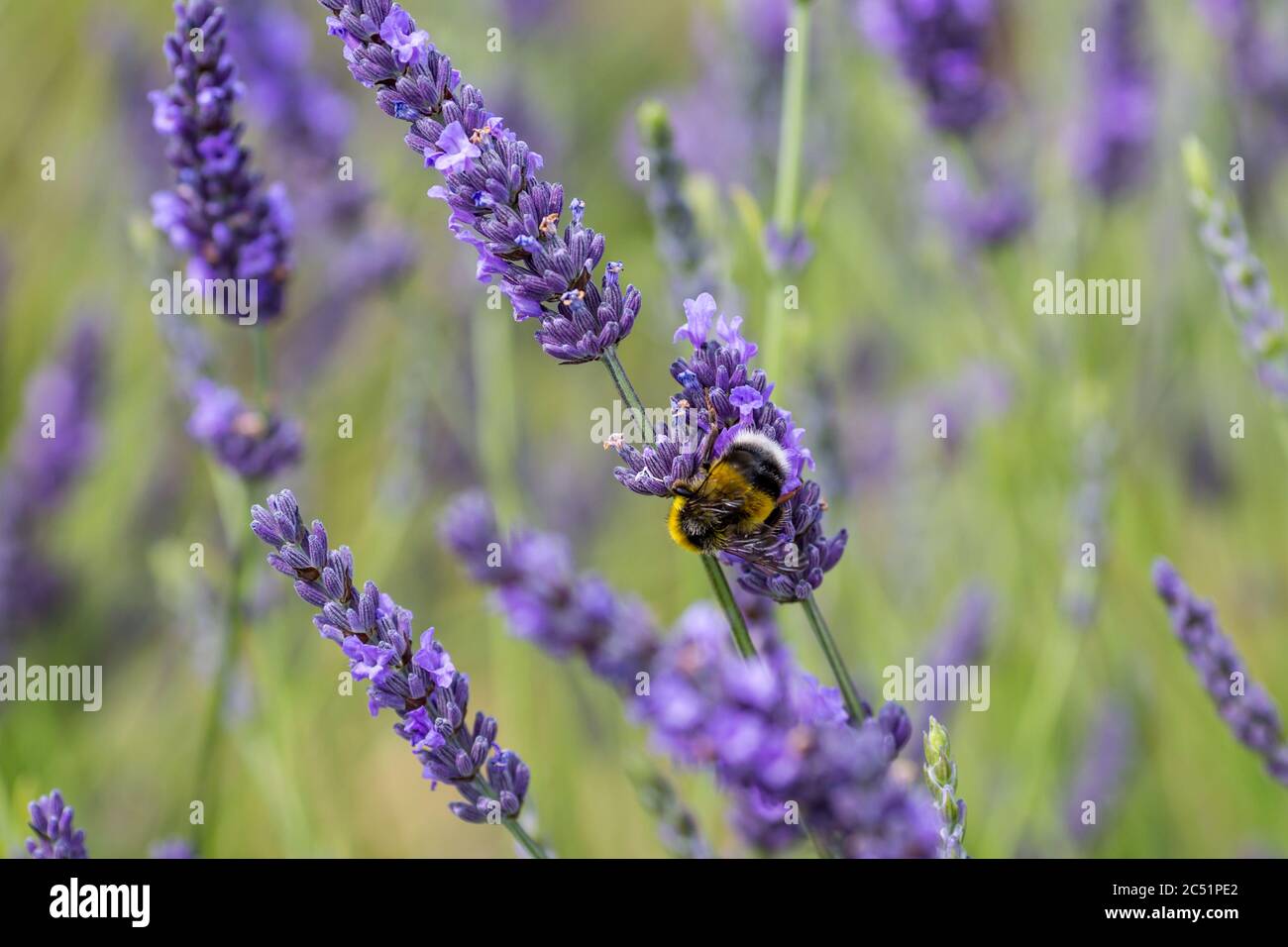 Un'ape su un fiore di lavanda, con una profondità di campo poco profonda Foto Stock