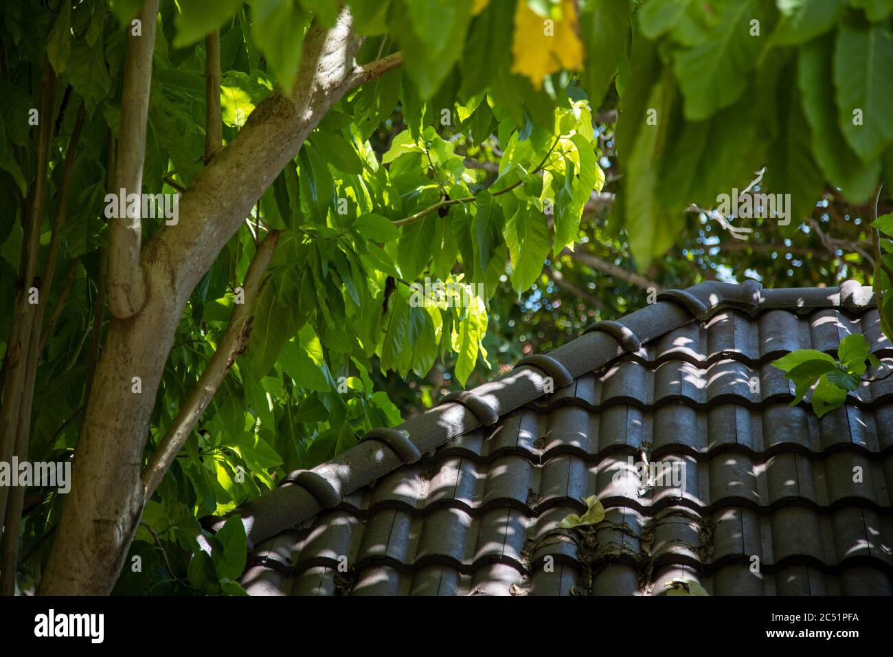 tetto in tegole e albero tropicale ai raggi del sole luminoso. Foto Stock