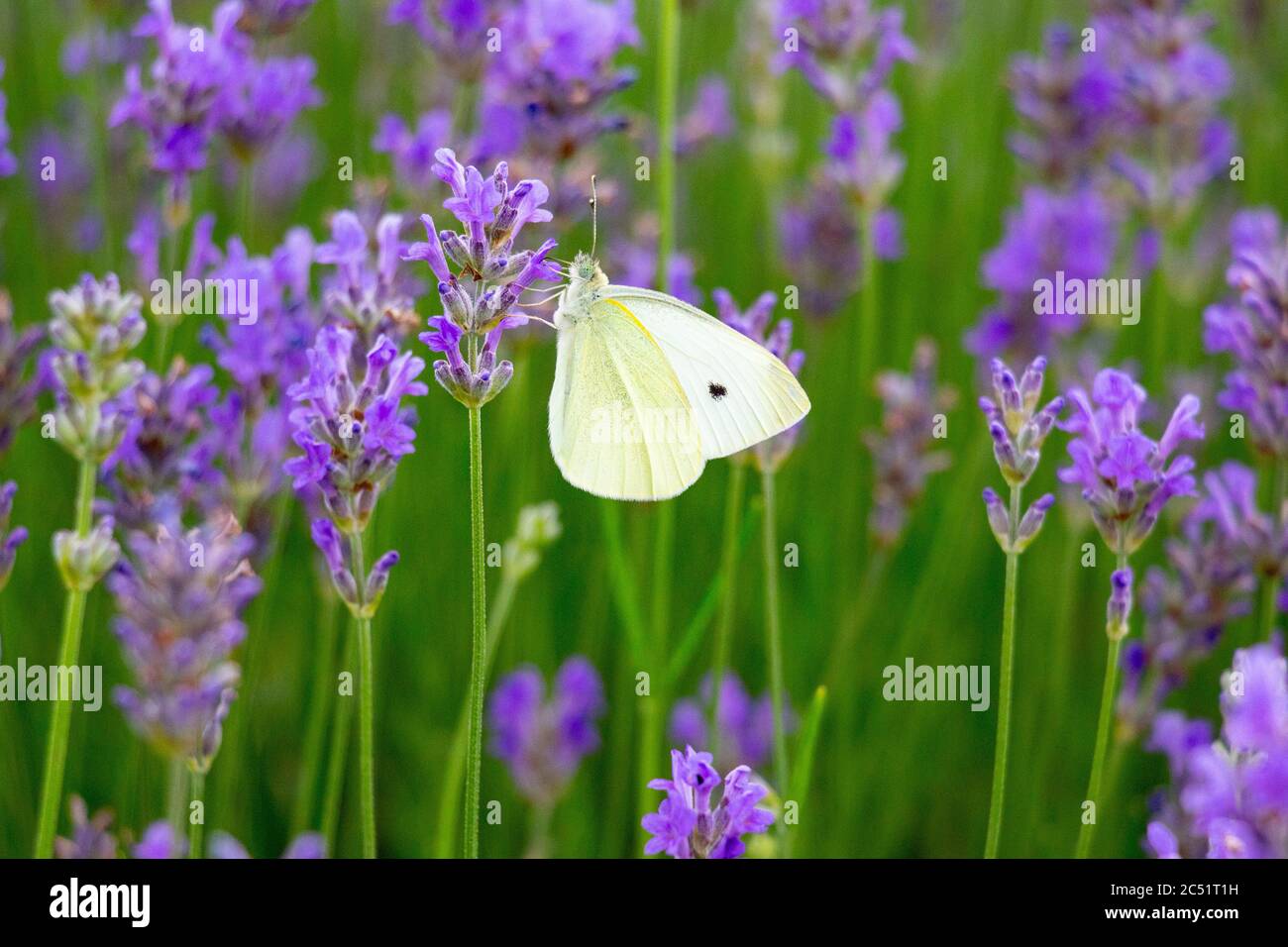 Una farfalla bianca si siede su una lavanda viola. Foto Stock