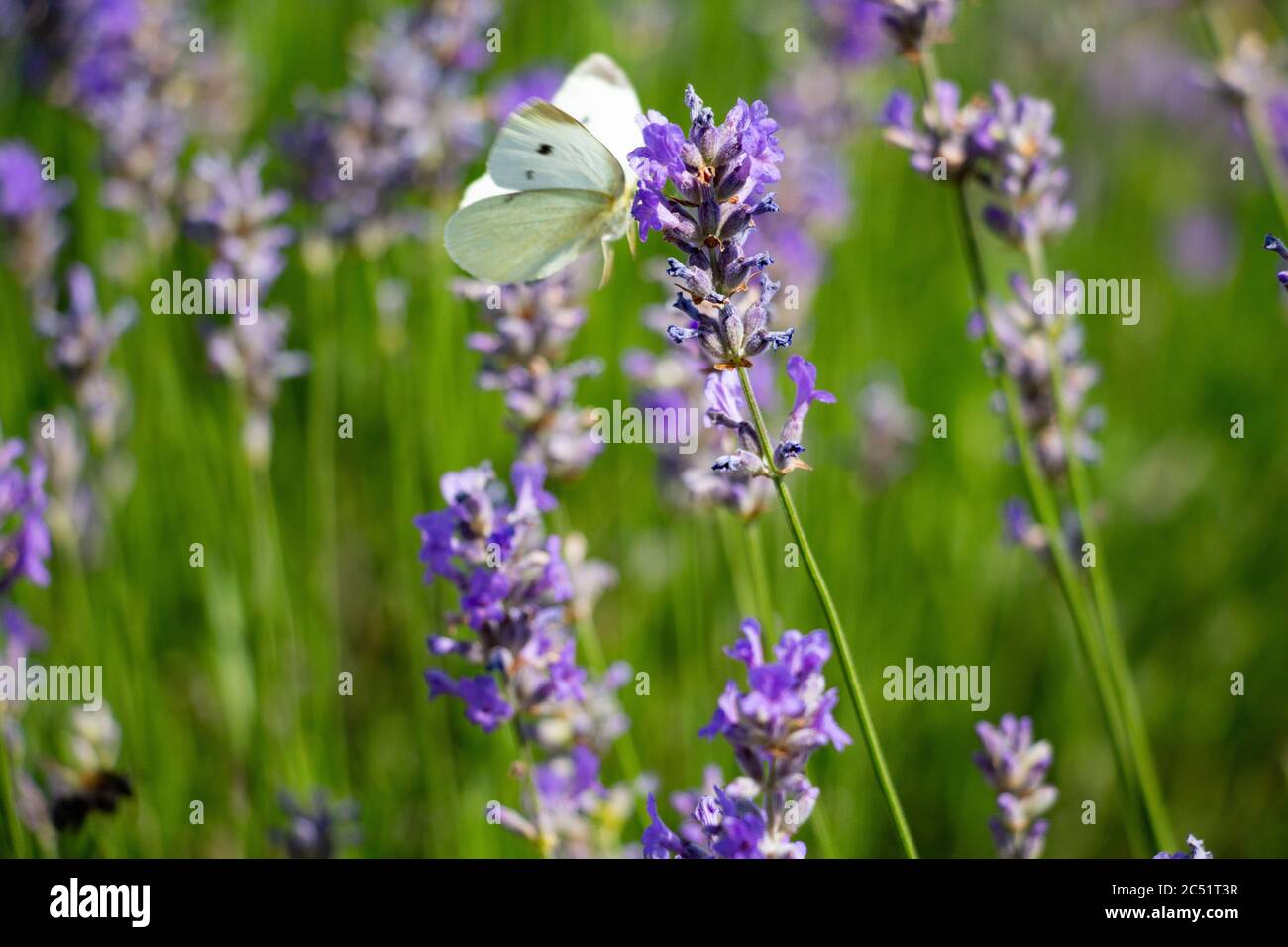 Una farfalla bianca si siede su una lavanda viola. Foto Stock