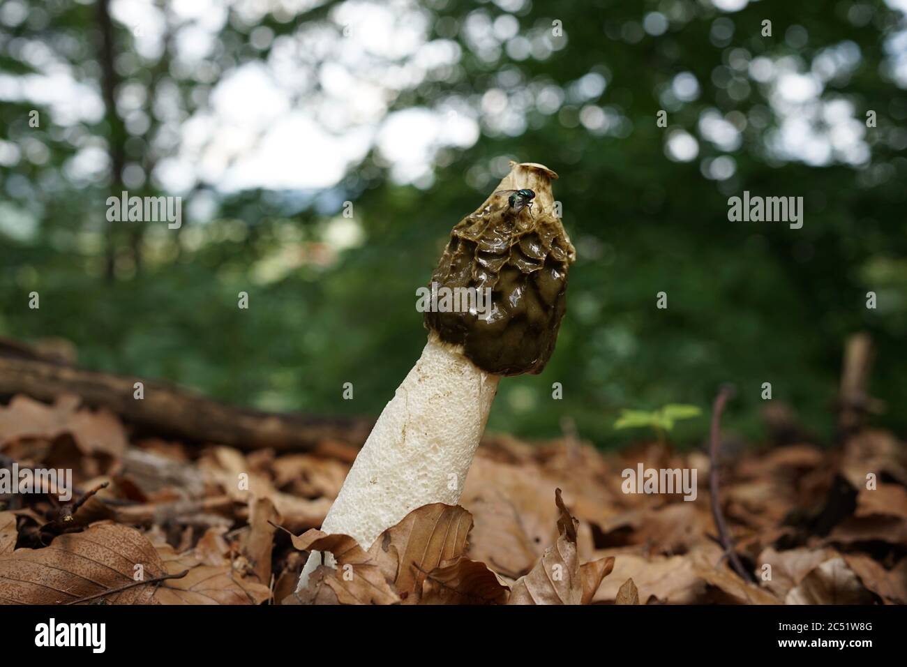Primo piano del fallo impudicus, conosciuto colloquialmente come stinkhorn comune, è un fungo diffuso riconoscibile per il suo odore fallo e la sua forma fallica Foto Stock
