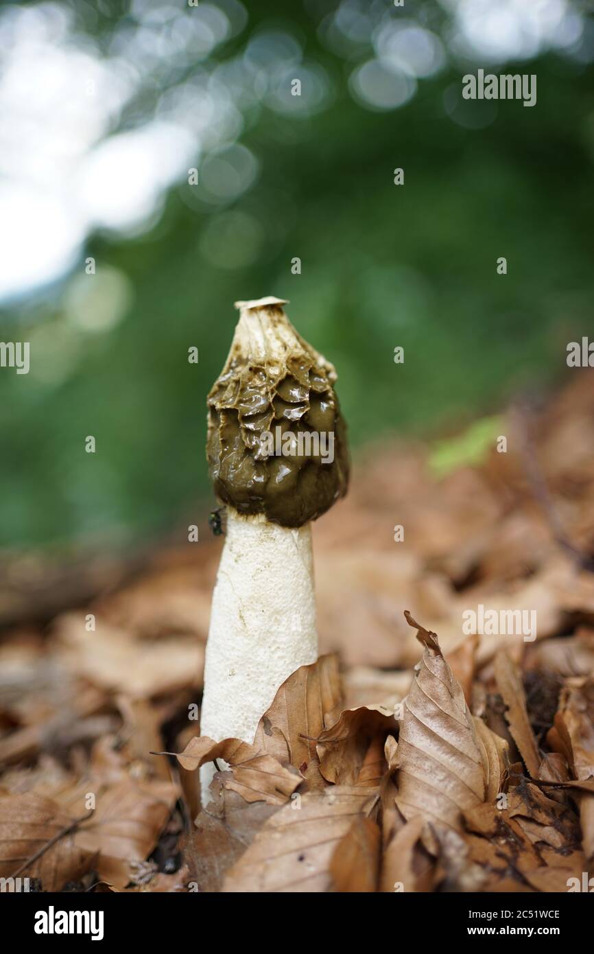 Primo piano del fallo impudicus, conosciuto colloquialmente come stinkhorn comune, è un fungo diffuso riconoscibile per il suo odore fallo e la sua forma fallica Foto Stock