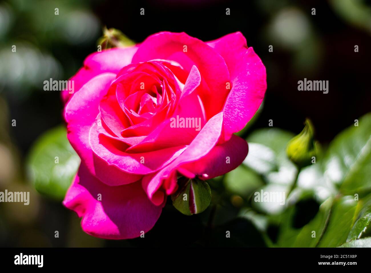 Messa a fuoco selettiva di una rosa aperta - perfetta per sfondo Foto Stock