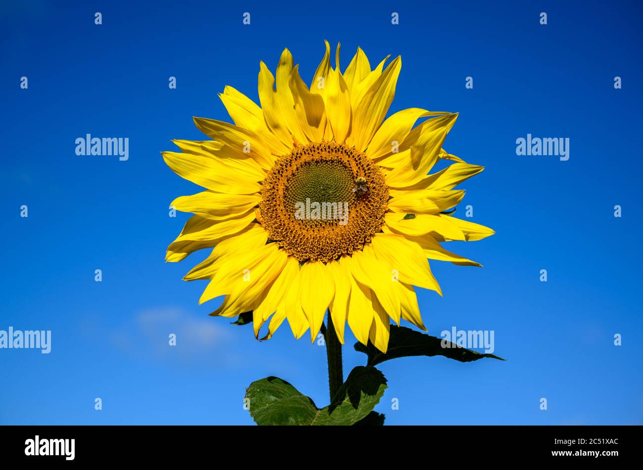 Girasole contro un cielo blu luminoso con ape bumble e scudo scarabeo Foto Stock