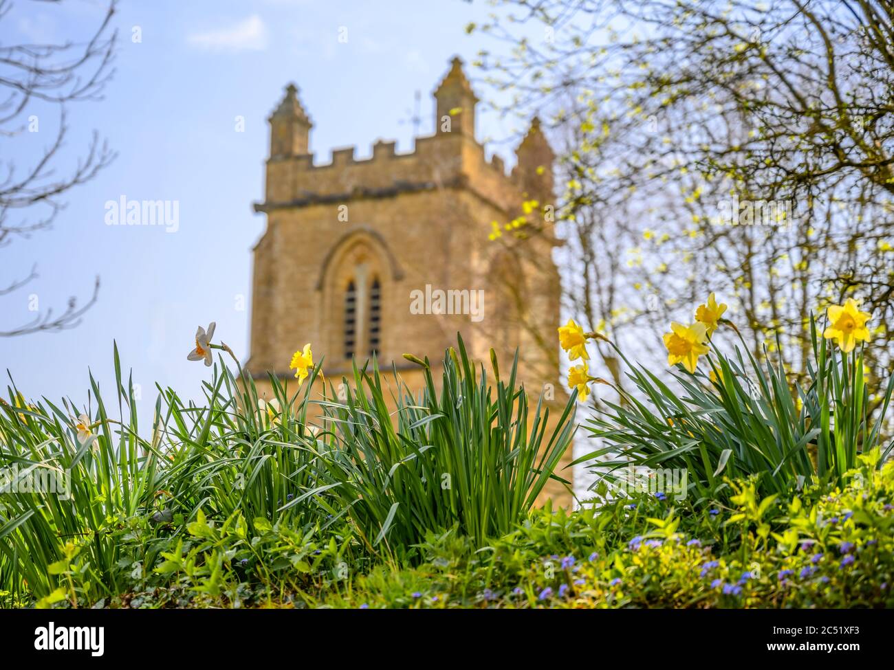 Narcisi di fronte alla torre della Chiesa Parrocchiale Foto Stock