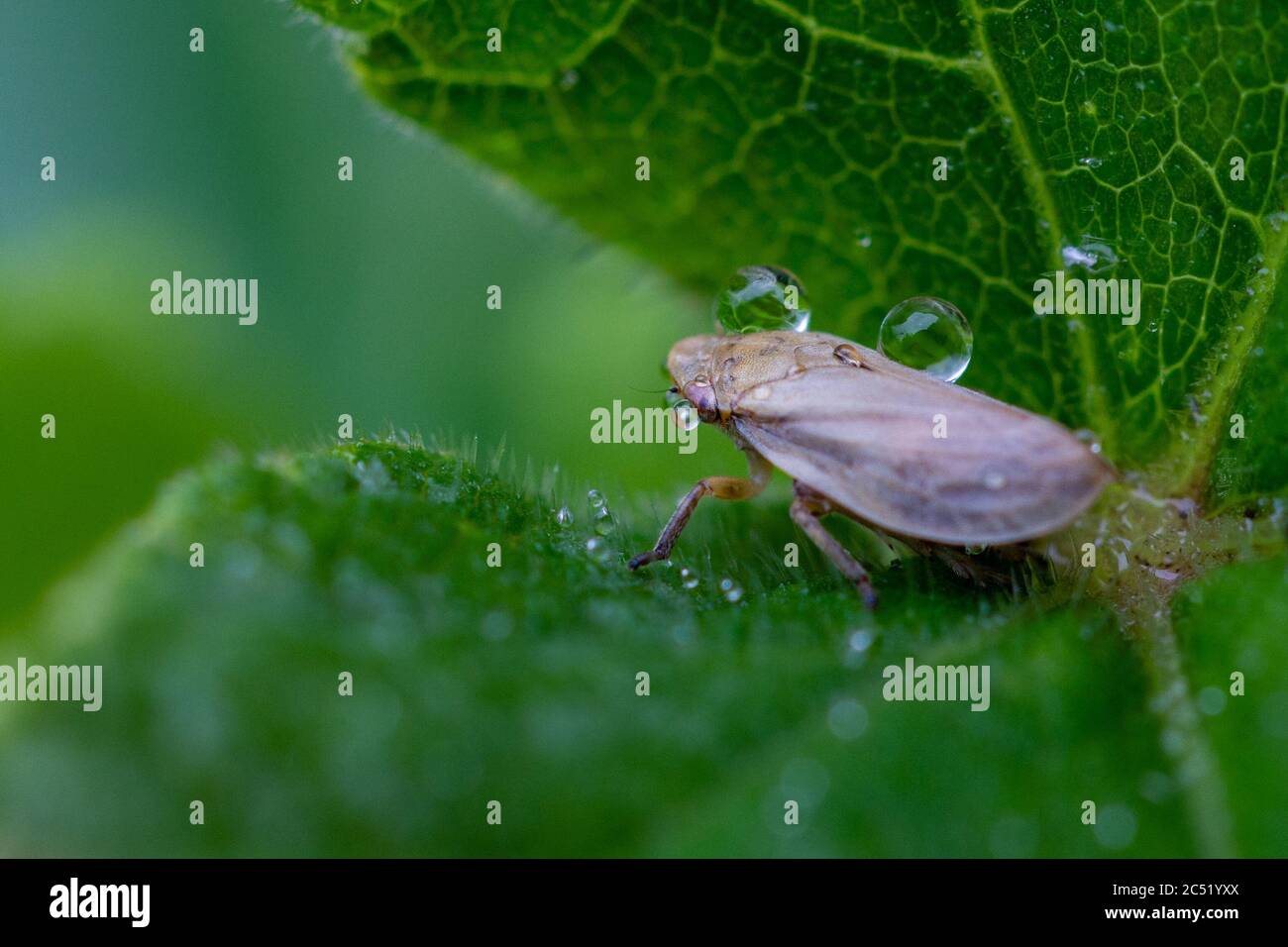 Fauna selvatica del Regno Unito: Froghopper (Philaenus spumarius), produttore di cucù spiedo, arroccato al centro di una foglia in una giornata piovosa. Foto Stock