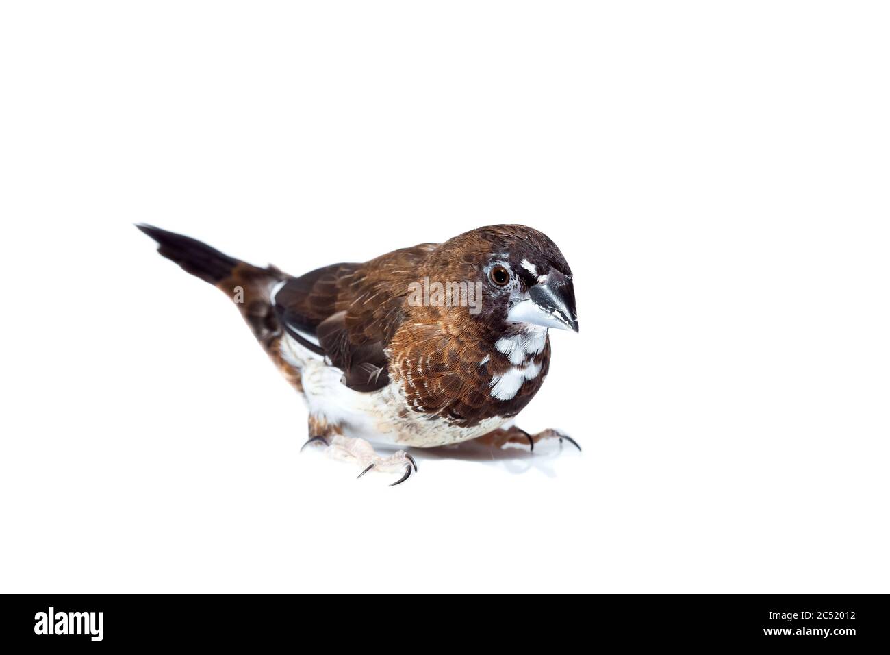 Uccello finch giapponese con le piume marrone e bianco siede isolato su uno sfondo bianco, mock up veterinario ornitologia tema con spazio copia. Foto Stock