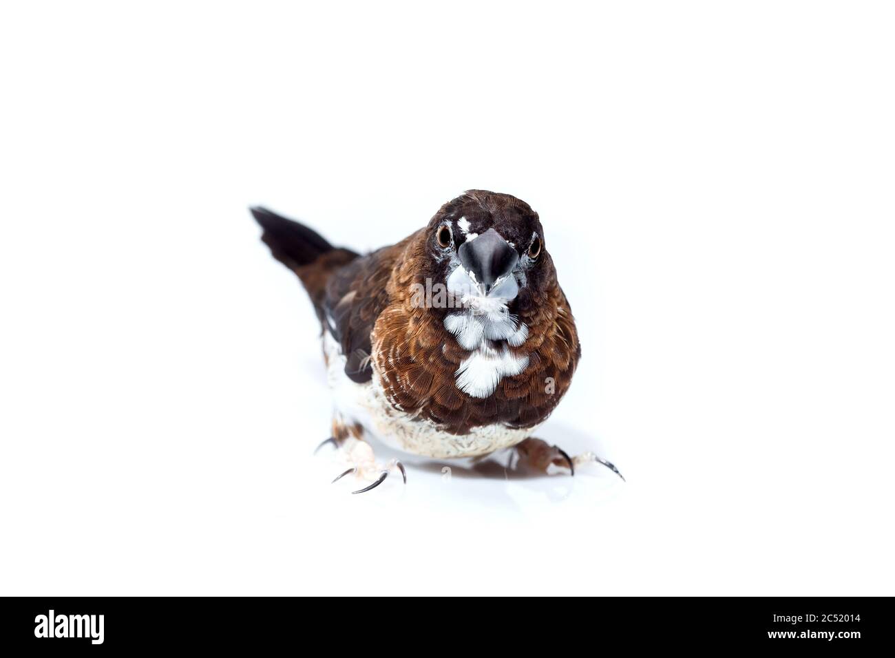 Uccello finch giapponese con marrone scuro e bianco piume ritratto animale isolato su uno sfondo bianco, birdwatching simulano il tema veterinario ornitologia Foto Stock