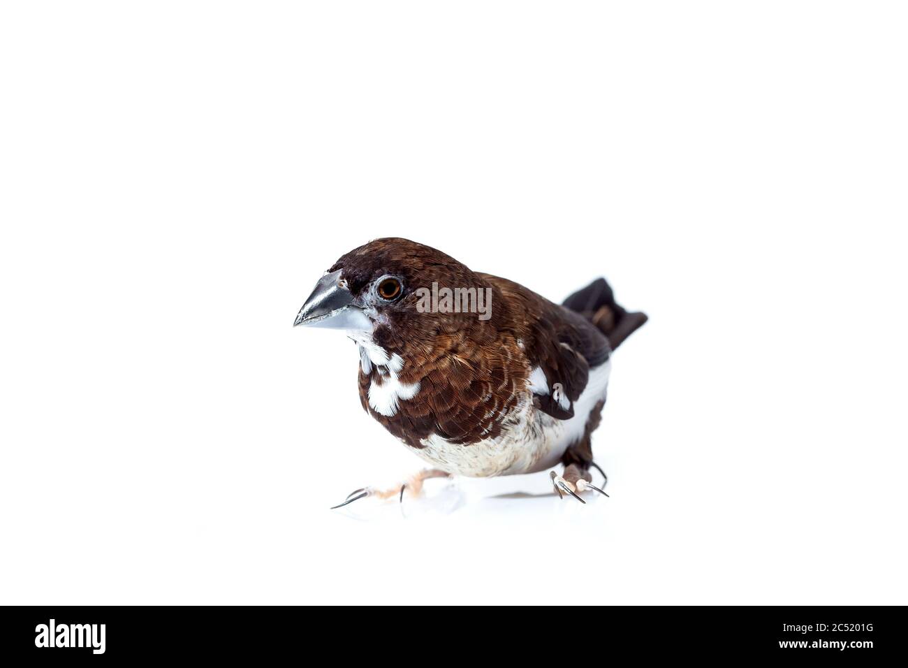 Uccello finch giapponese con marrone e bianco piume ritratto animale isolato su uno sfondo bianco, birdwatching simulano su veterinaria ornitologia tema con Foto Stock
