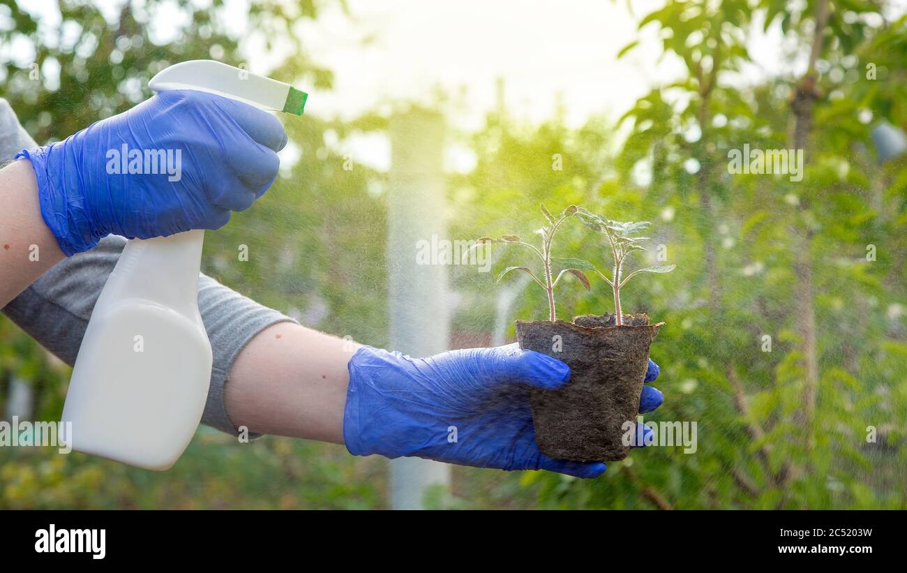 mani in guanti che tengono una bottiglia con una bottiglia di spruzzo e che tengono piantine di pianta con foglie verdi in una pentola eco-decadente, il pomodoro di crescita di cura di closeup Foto Stock