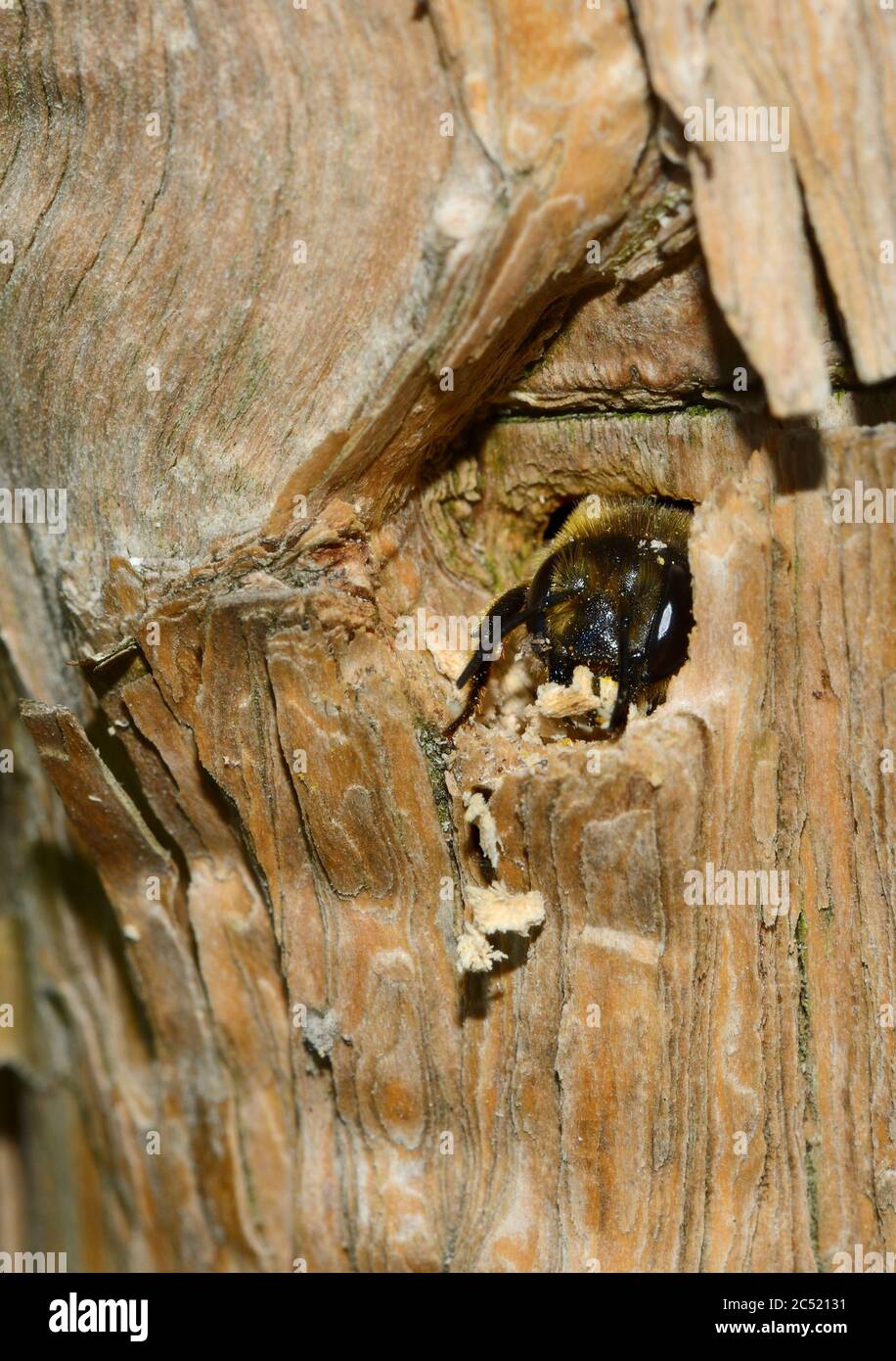 Leafcutter specie di api (Megachilidae) probabilmente l'ape di patchwork, Megachile centuncularis) che emerge dal suo nido in un tronco di albero Foto Stock