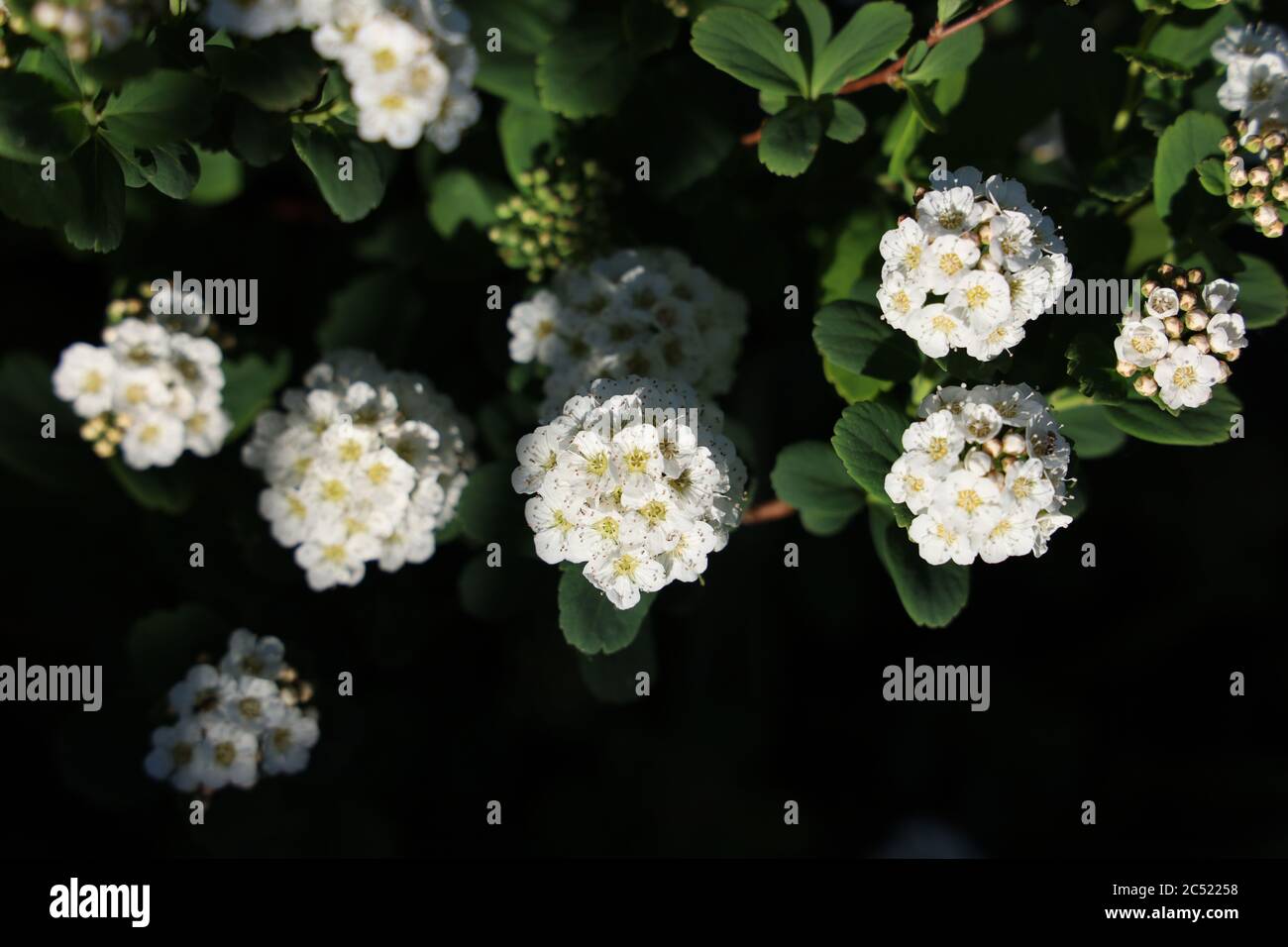Colpo di testa di 'Armeria maritima' in un campo sotto il luce con sfondo sfocato Foto Stock