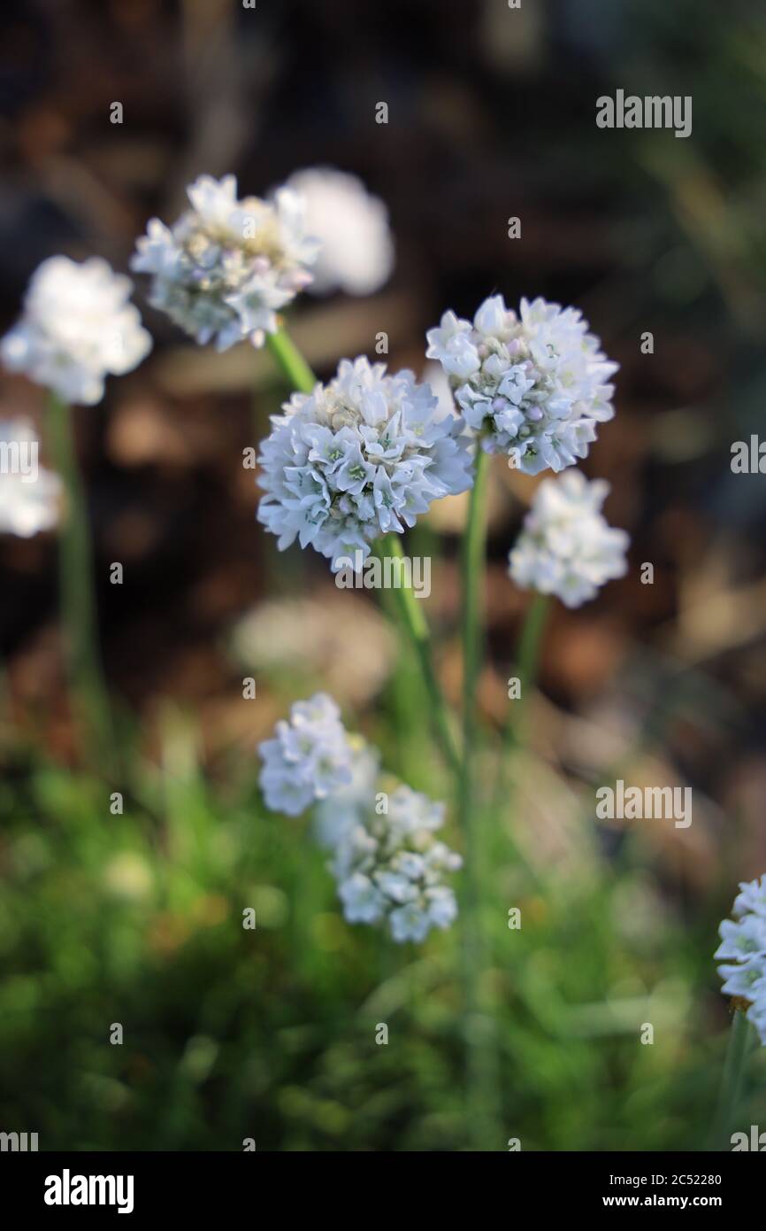 Primo piano di 'Armeria maritima' in un campo sotto il luce con sfondo sfocato Foto Stock