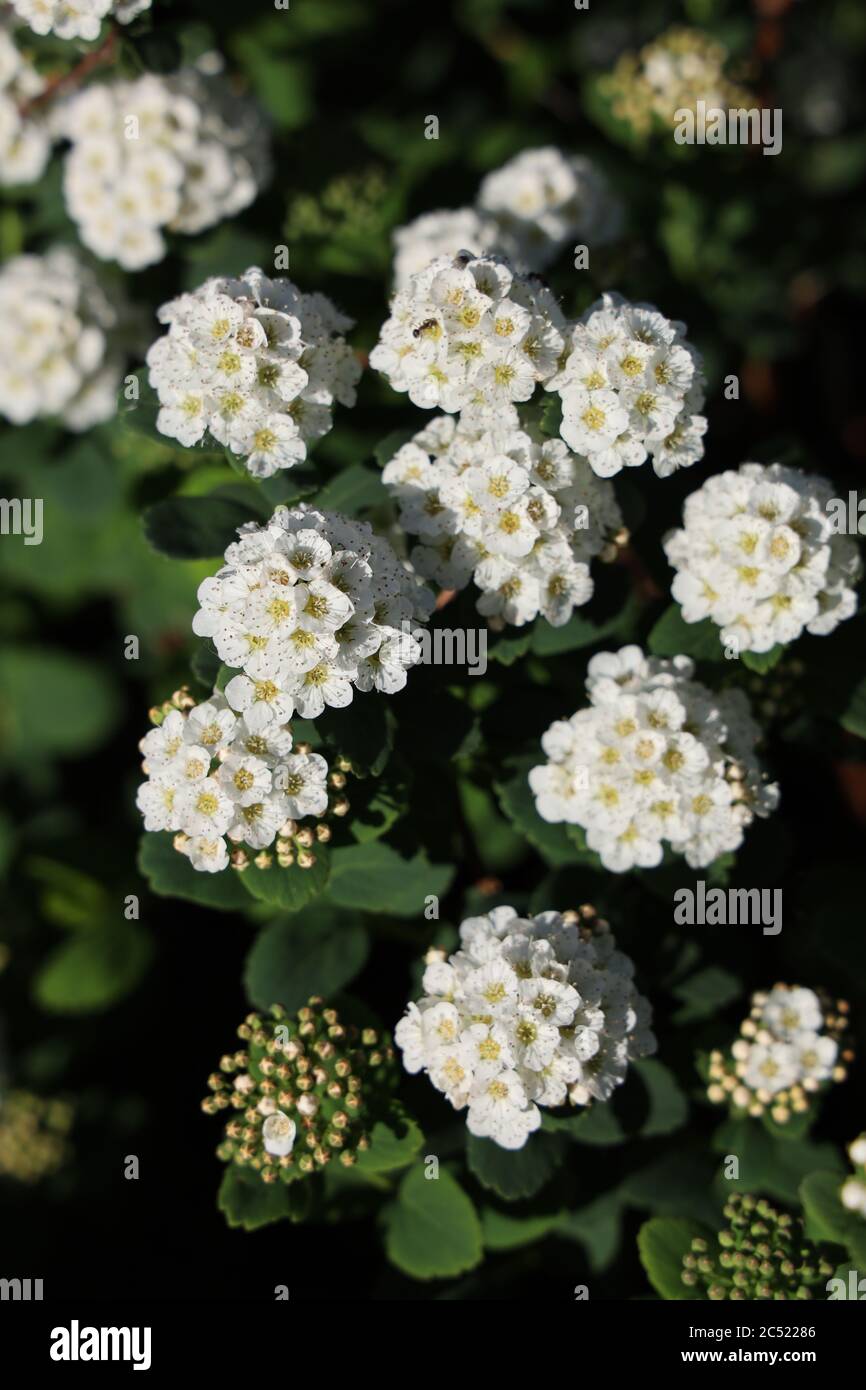 Colpo di testa di 'Armeria maritima' in un campo sotto il luce con sfondo sfocato Foto Stock