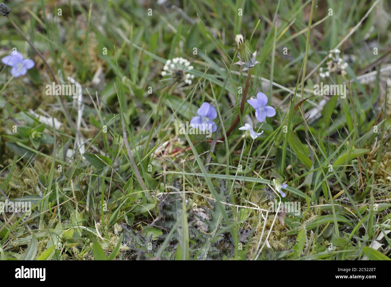 viola hirta un piccolo fiore blu protetto che cresce nelle dune Foto Stock