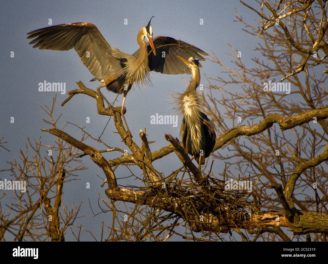 Comportamento dei genitori degli animali con la costruzione del nido di Great Blue Herons (Ardea herodias) e il rituale della courtship in un rookery degli aironi a Milford, Michigan, Stati Uniti Foto Stock