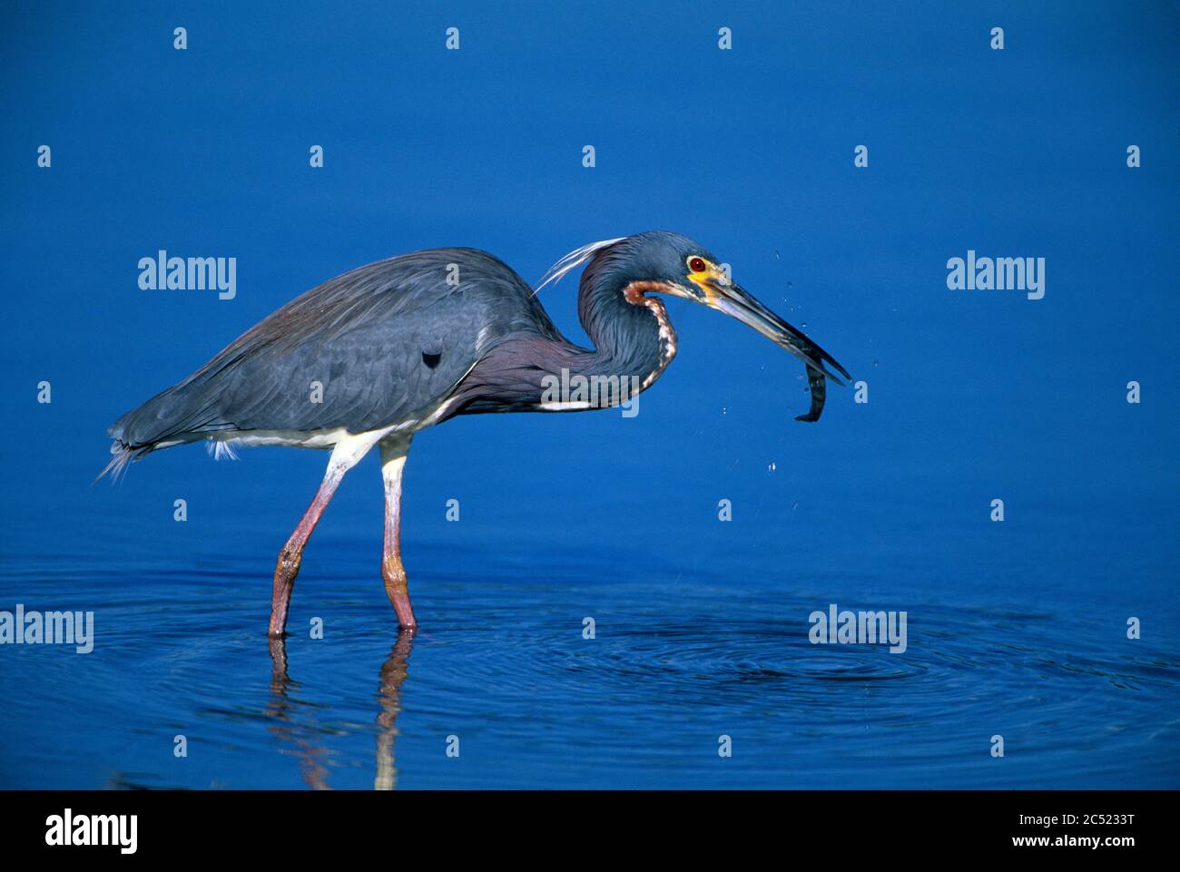 Erone tricolore (Egretta tricolore) con gamberi, Laguna di Little estero, ft. Meyers Beach, Florida Foto Stock