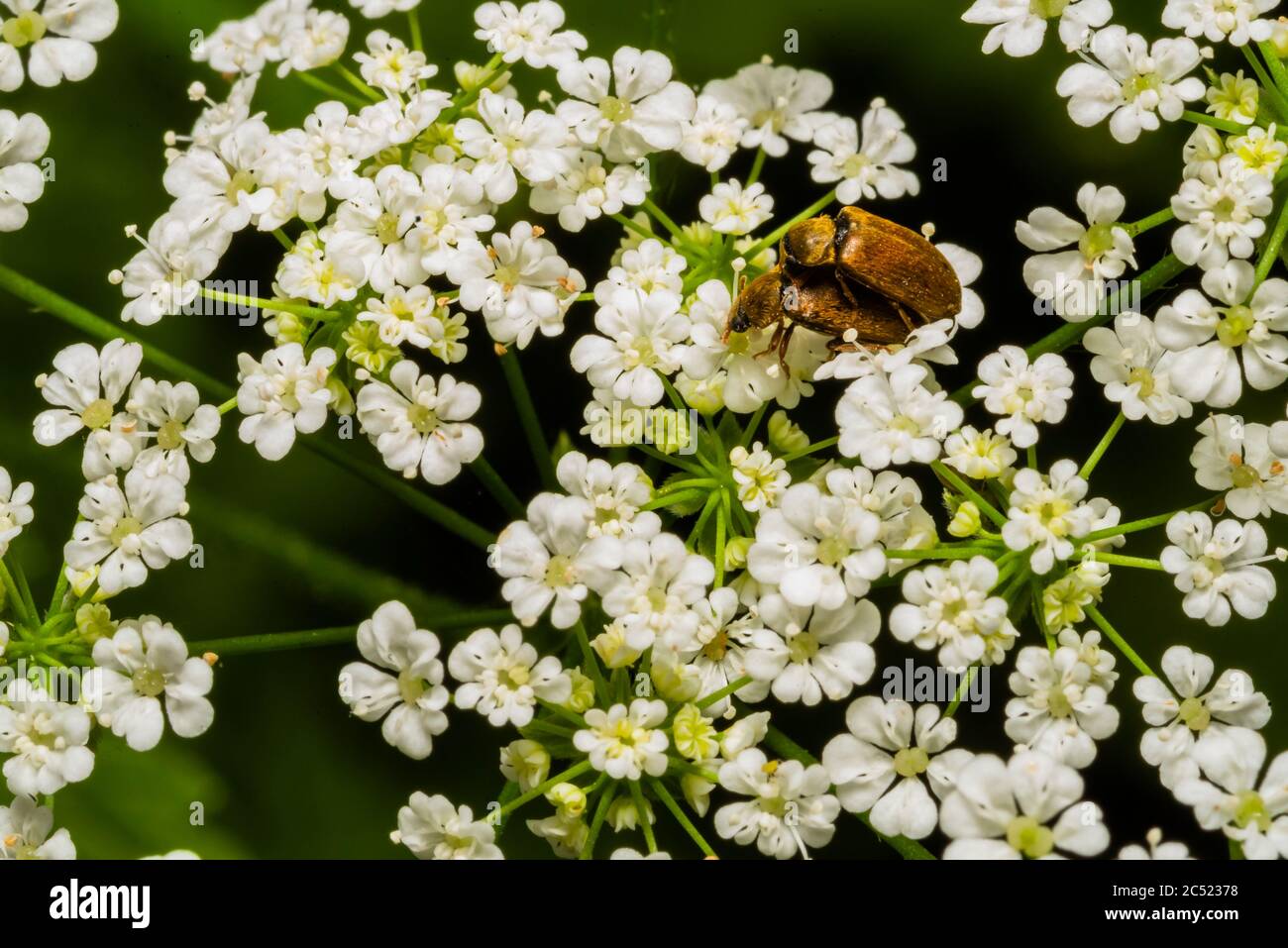 Due piccoli Bug su piccoli fiori bianchi, due piccoli insetti dorati su piccoli fiori bianchi Foto Stock