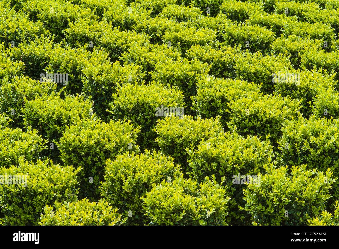 Crescita industriale di alberi scolpiti buxus verde Foto Stock