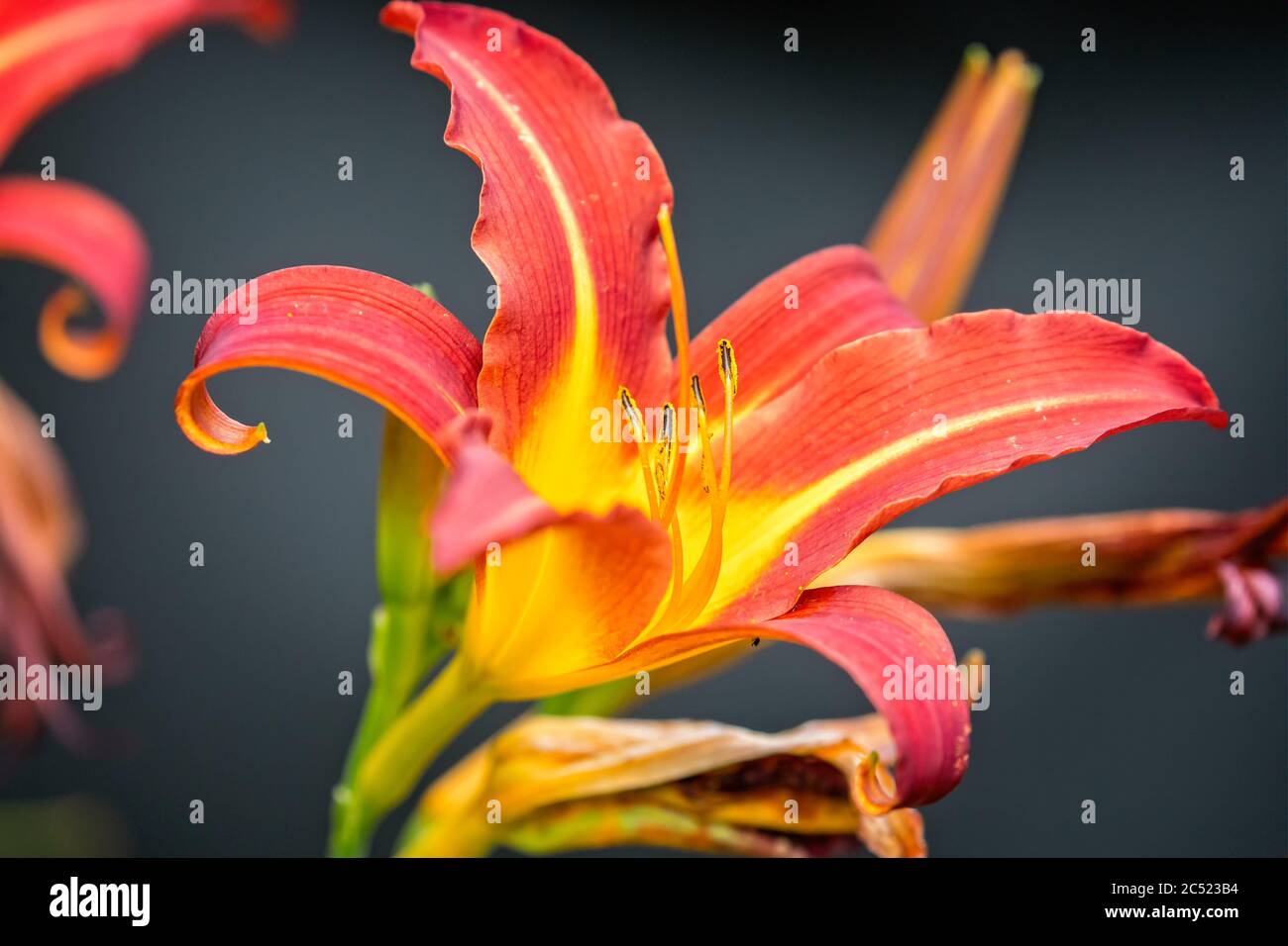 Primo piano di un solo giorno di fiori di giglio con rossi, gialli e arance vibranti Foto Stock
