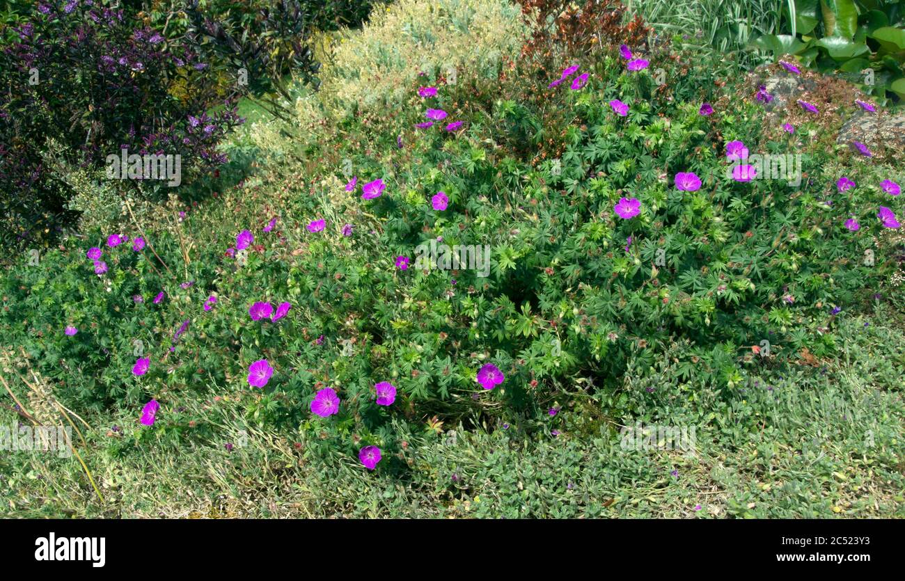 GERANIO PRATENSE 'JOHNSON BLUE' SPEEN GIARDINO Foto Stock