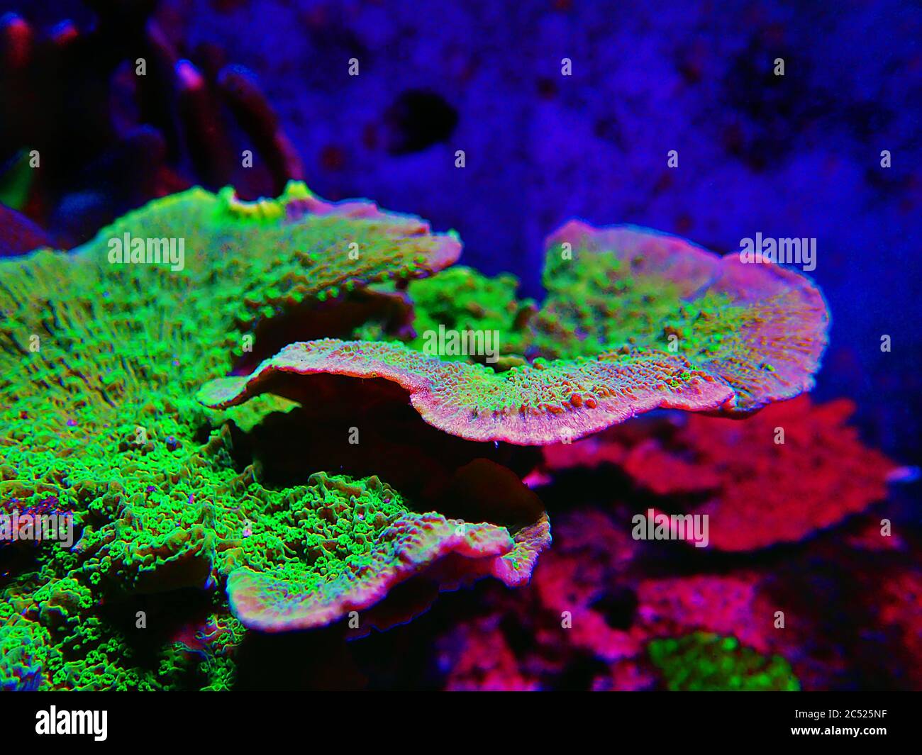 Verde Montipora capricornis piatto sps corallo Foto Stock