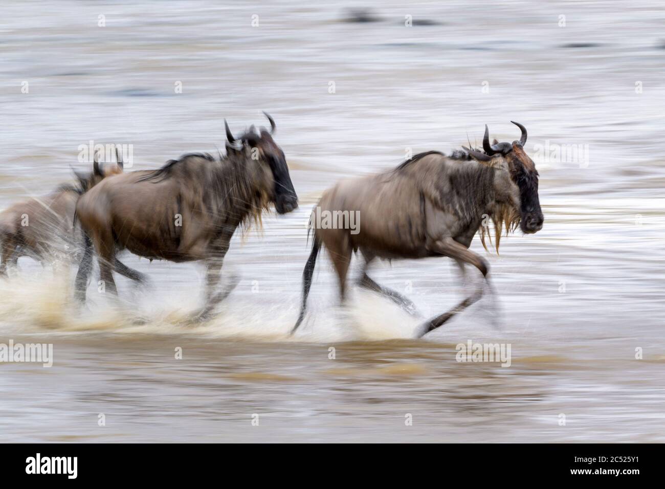 Blue wildebeest, gnu brindato (Connochaetes taurinus) che attraversa il fiume Mara durante la grande migrazione con sfocatura del movimento, parco nazionale Serengeti, Ta Foto Stock