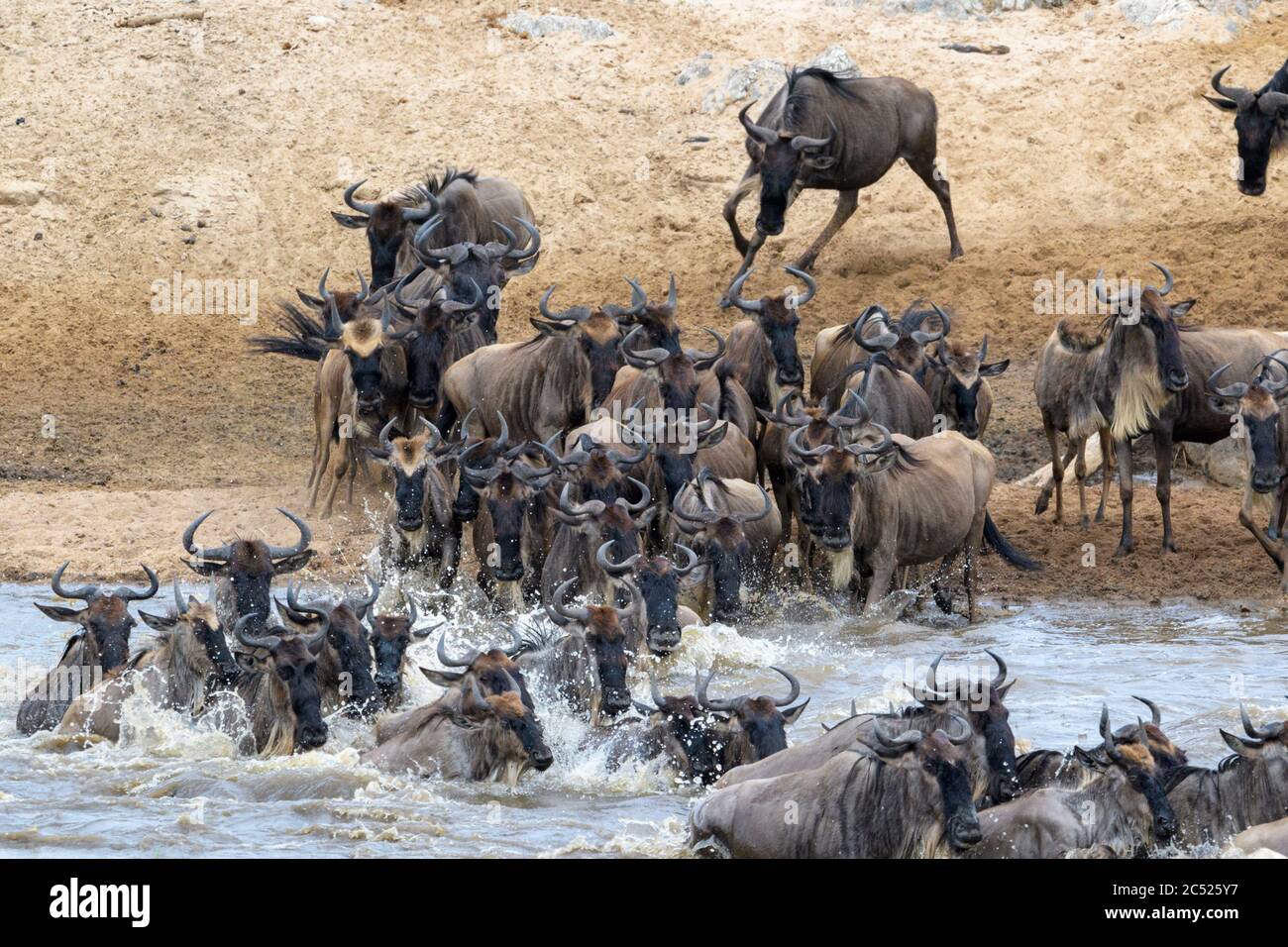 Blue wildebeest, mandria di gnu (Connochaetes taurinus), primo piano, attraversando il fiume Mara durante la grande migrazione, il parco nazionale Serengeti, Ta Foto Stock