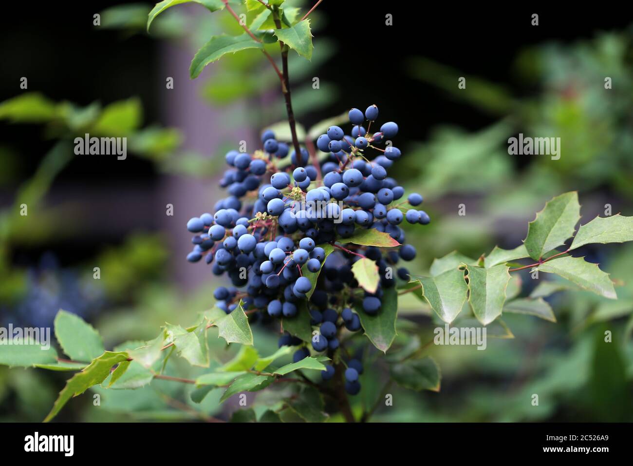 Bacche blu sui rami della foresta Foto Stock