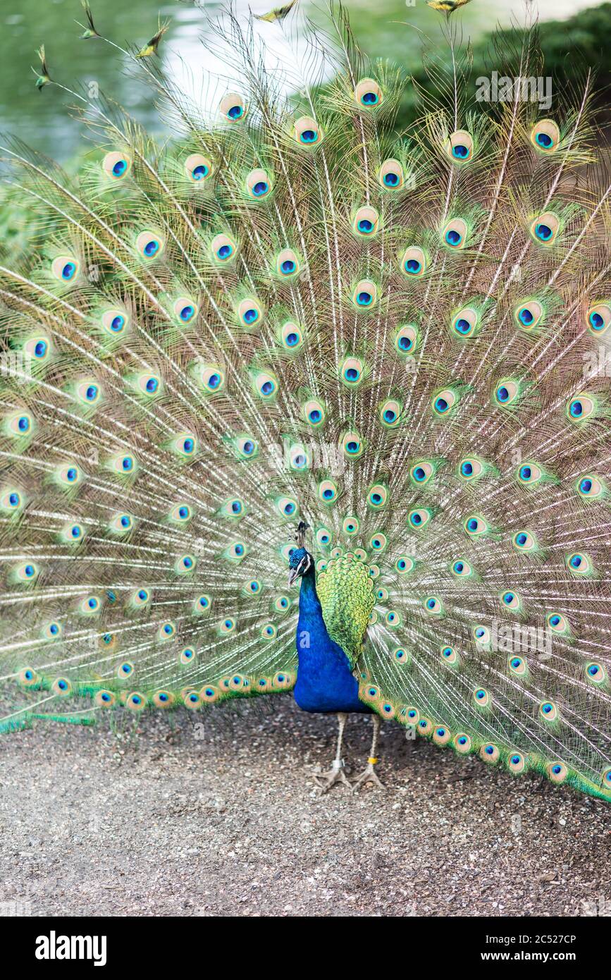 Chicago, il USA, 23 giugno 2018, Ritratto di un pavone che mostra le piume di racconto al Brookfield Zoo, (solo per uso editoriale) Foto Stock