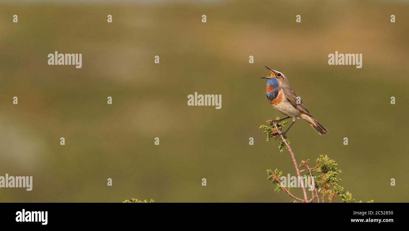 Bluegola, Luscinia svecica, canto da Juniper top Foto Stock