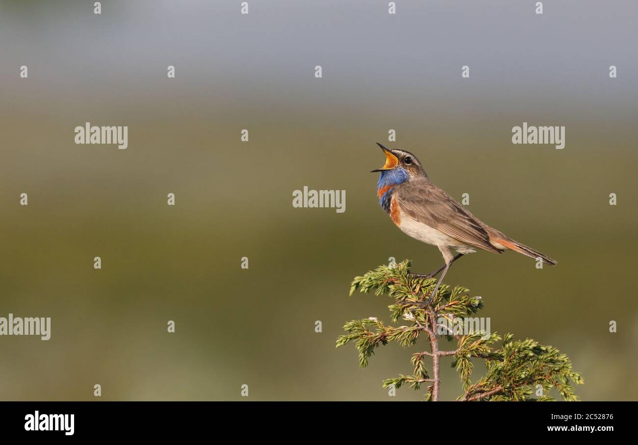 Bluegola, Luscinia svecica, canto da Juniper top Foto Stock