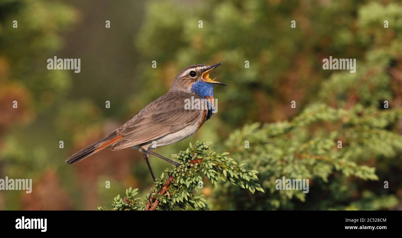 Bluethroat, Luscinia svecica, cantare dall'albero di Ginepro Foto Stock