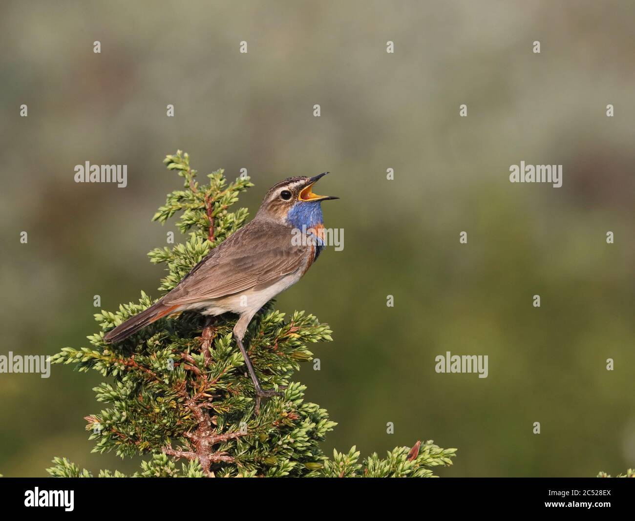 Bluegola, Luscinia svecica, canto da Juniper top Foto Stock