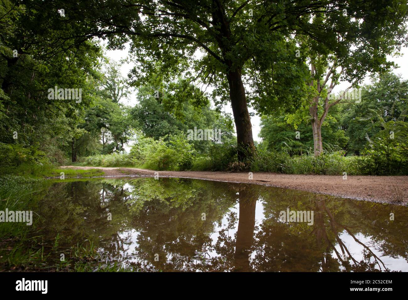 Fallo sul sentiero nel Geisterbusch (ghost bush) della brughiera di Wahner, Troisdorf, Nord Reno-Westfalia, Germania. Pfuetze auf einem Weg im Geisterbu Foto Stock
