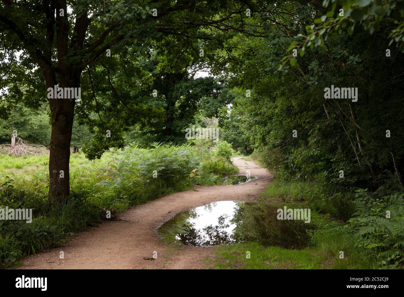 Fallo sul sentiero nel Geisterbusch (ghost bush) della brughiera di Wahner, Troisdorf, Nord Reno-Westfalia, Germania. Pfuetze auf einem Weg im Geisterbu Foto Stock
