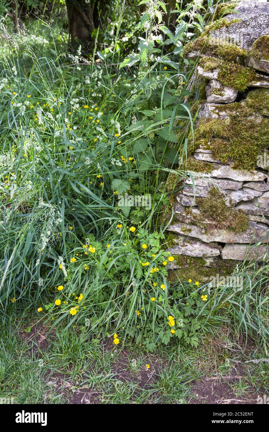 Buttercups fiorente alla base di un muro di pietra a secco vicino al villaggio di Cotswold di Snowshill, Gloucestershire UK Foto Stock