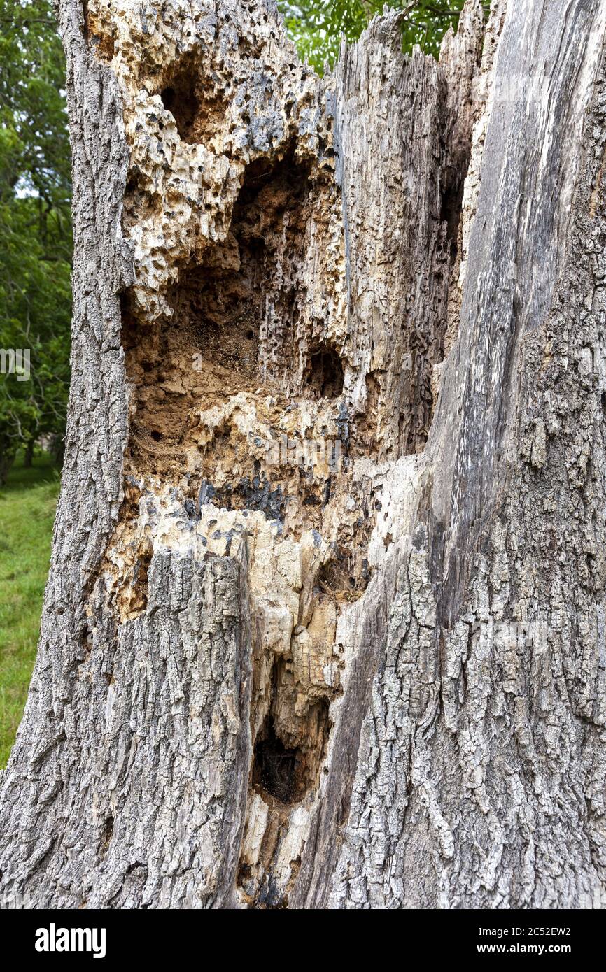 Molto viveva in un tronco decadente di un albero morto vicino al villaggio di Cotswold di Snowshill, Gloucestershire UK Foto Stock