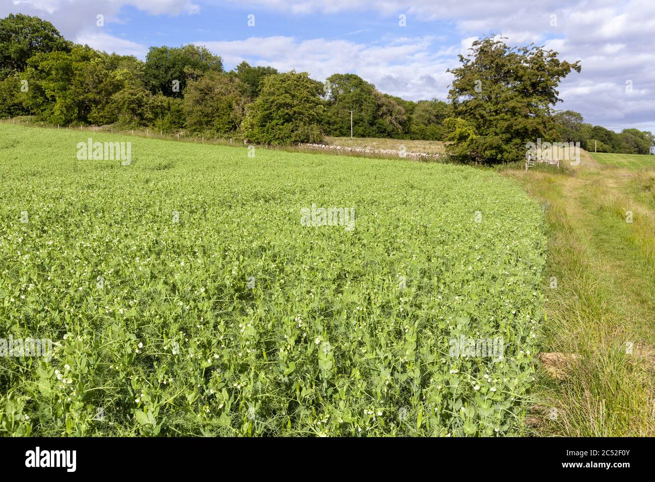 Un campo di piselli che cresce vicino al villaggio di Cotswold di Snowshill, Gloucestershire UK Foto Stock