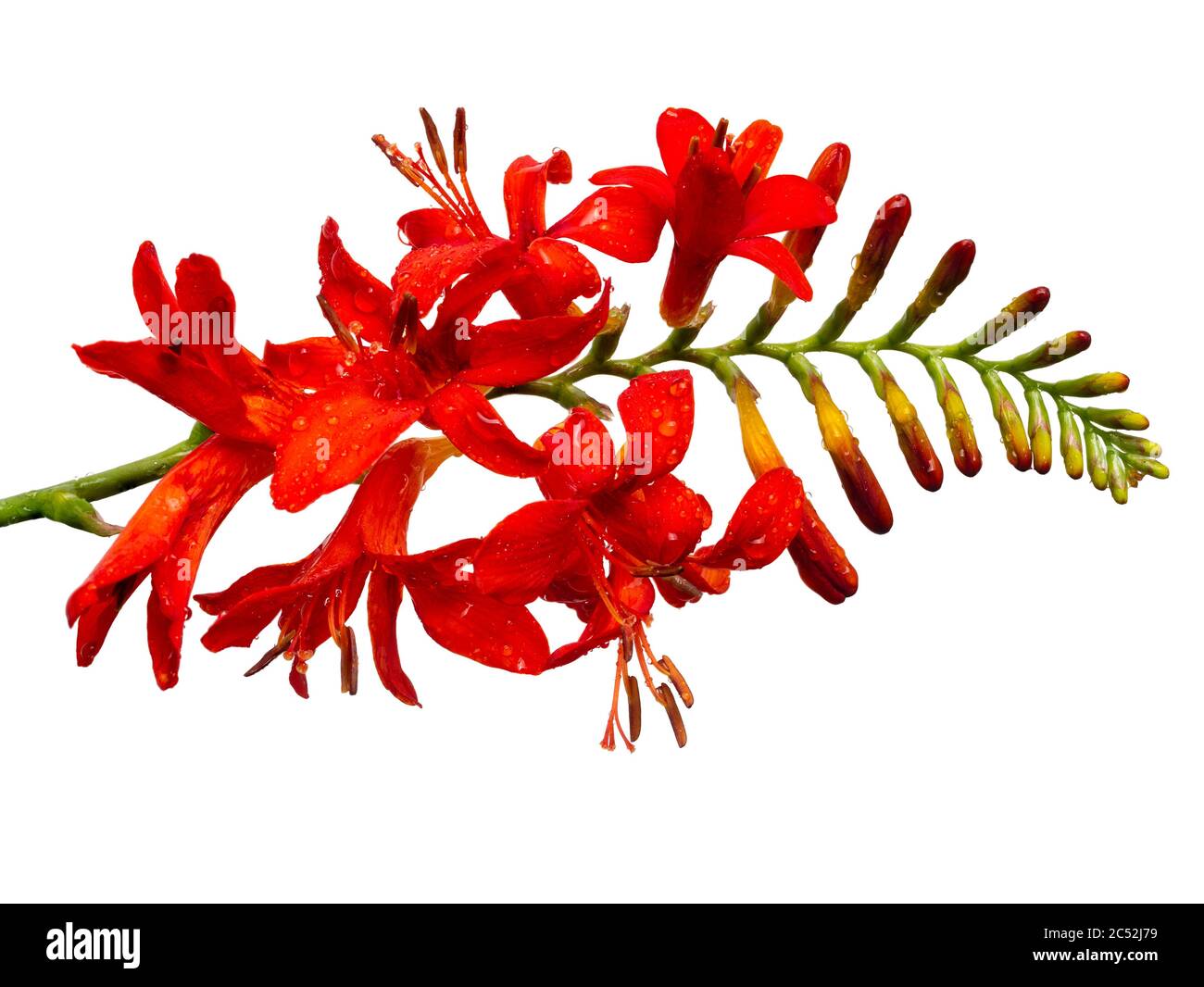 Fiori estivi rossi della dura e perenne Crocosmia 'Lucifer' su sfondo bianco Foto Stock