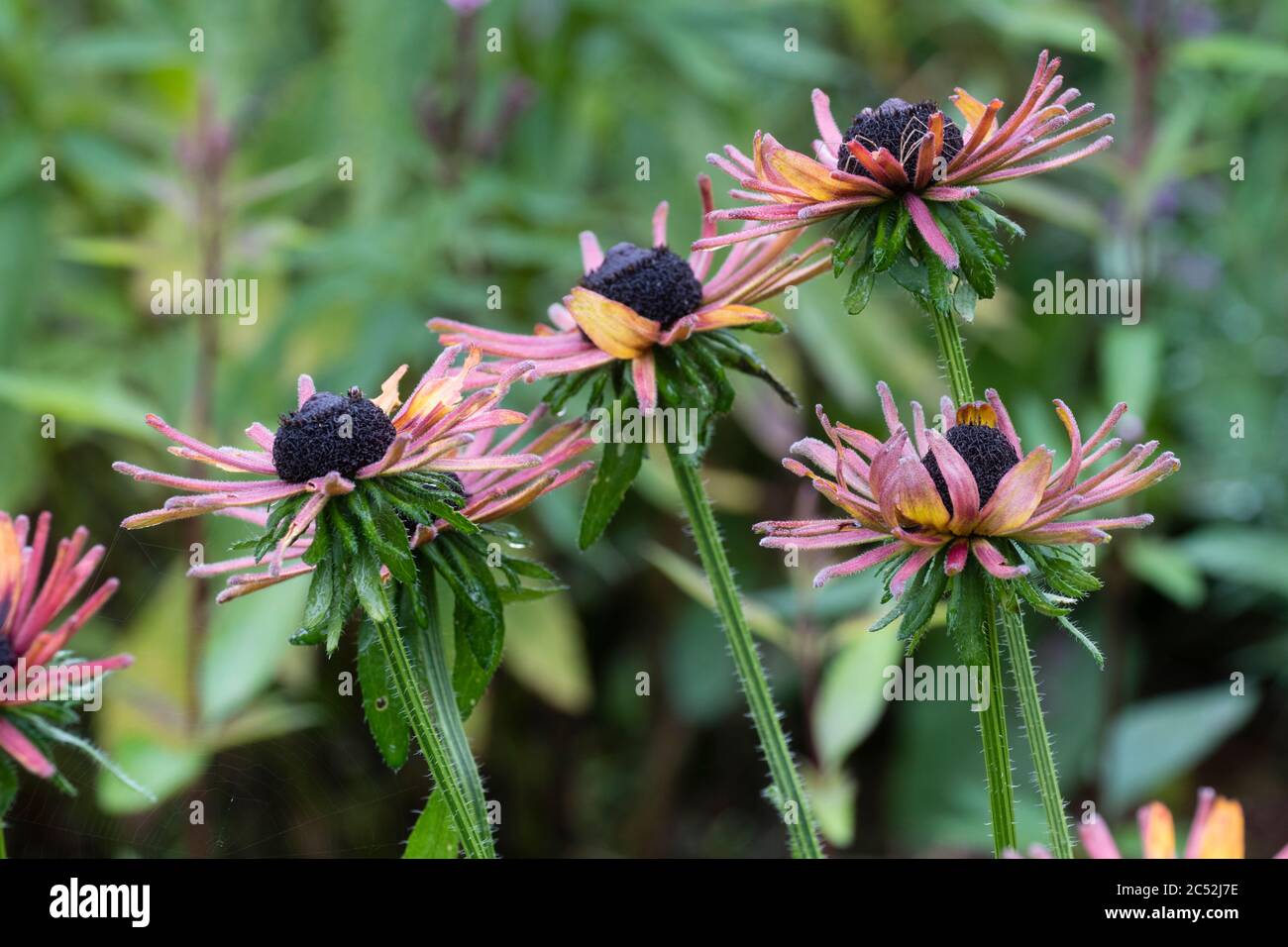 Petali Quilled e centro a cupola nera del perenne ibrido Echebeckia 'Summerina Electra Shock' Foto Stock