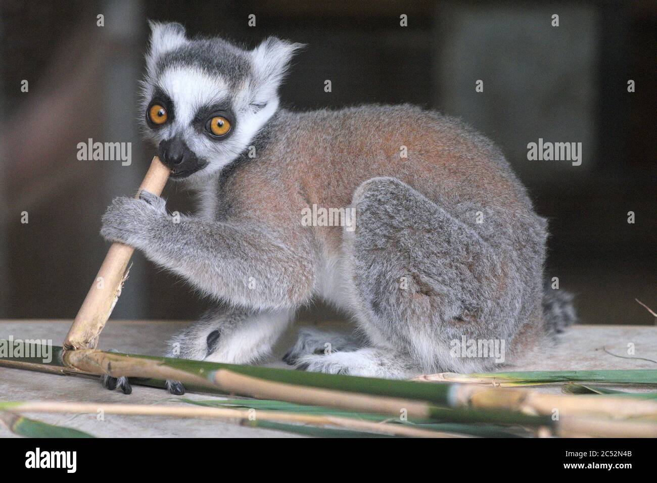 Giovane lemur con coda ad anello che mangia bambù al Lake District Wildlife Park, vicino Bassenthwaite nel Lake District National Park, Cumbria, Regno Unito Foto Stock